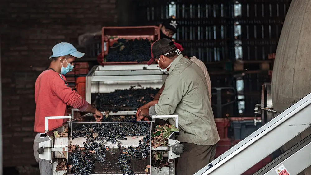 Enoturismo de viñedo y vino